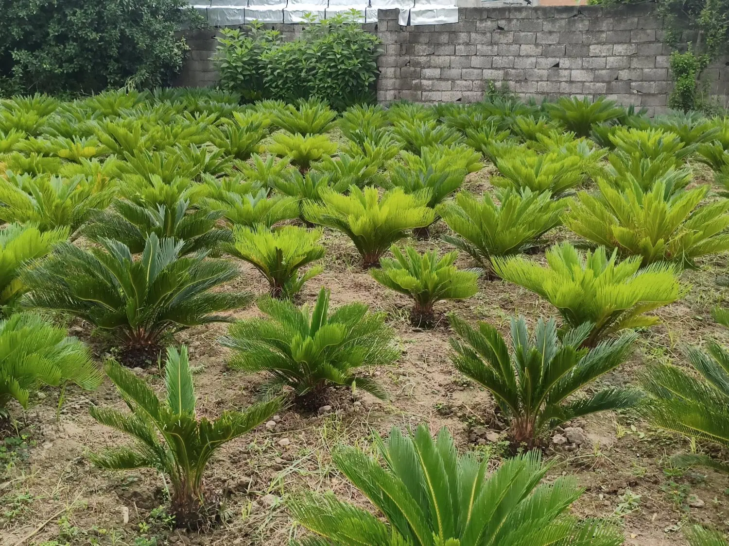 فروش زمین