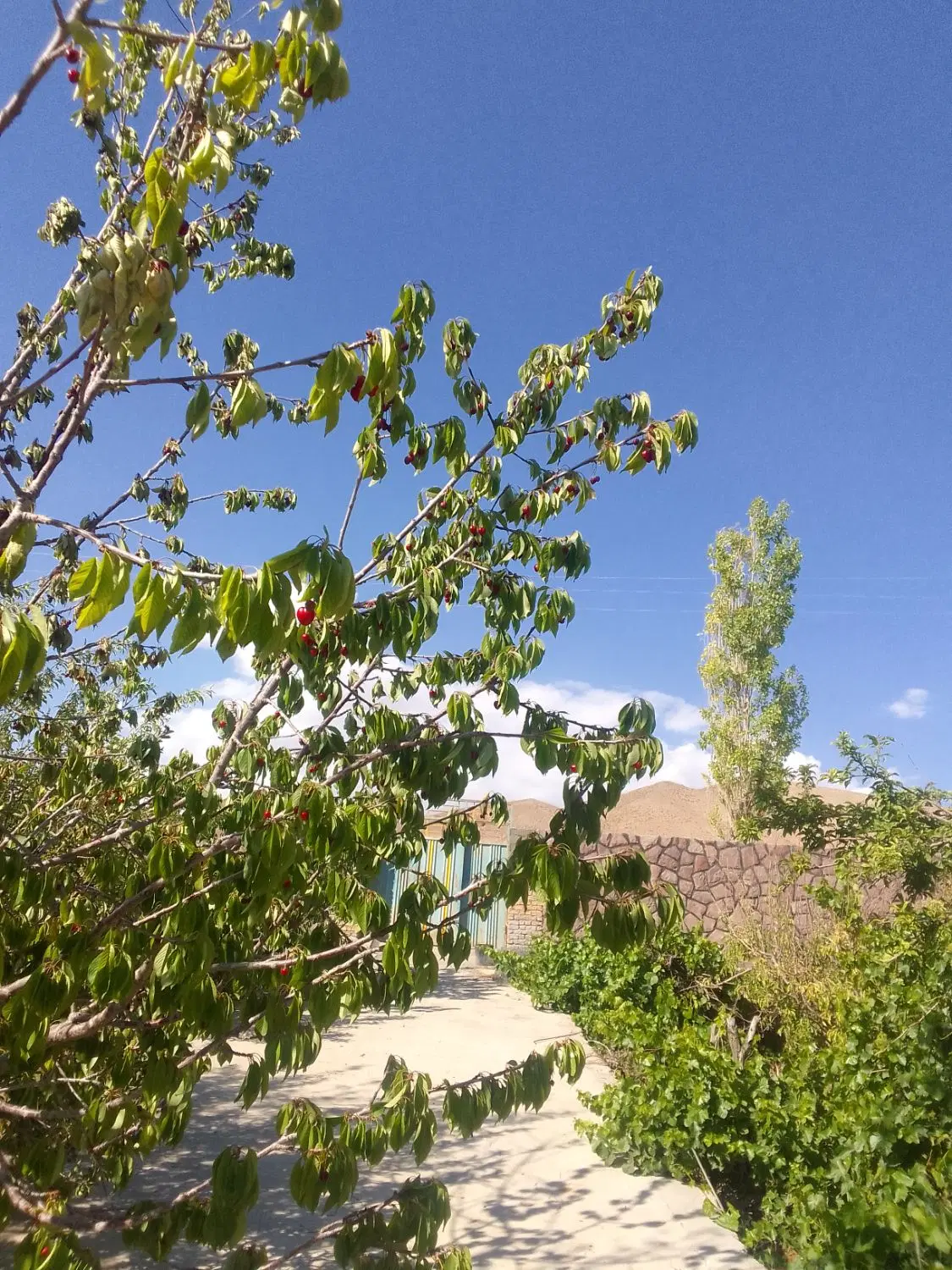فروش زمین باغ  دماوند