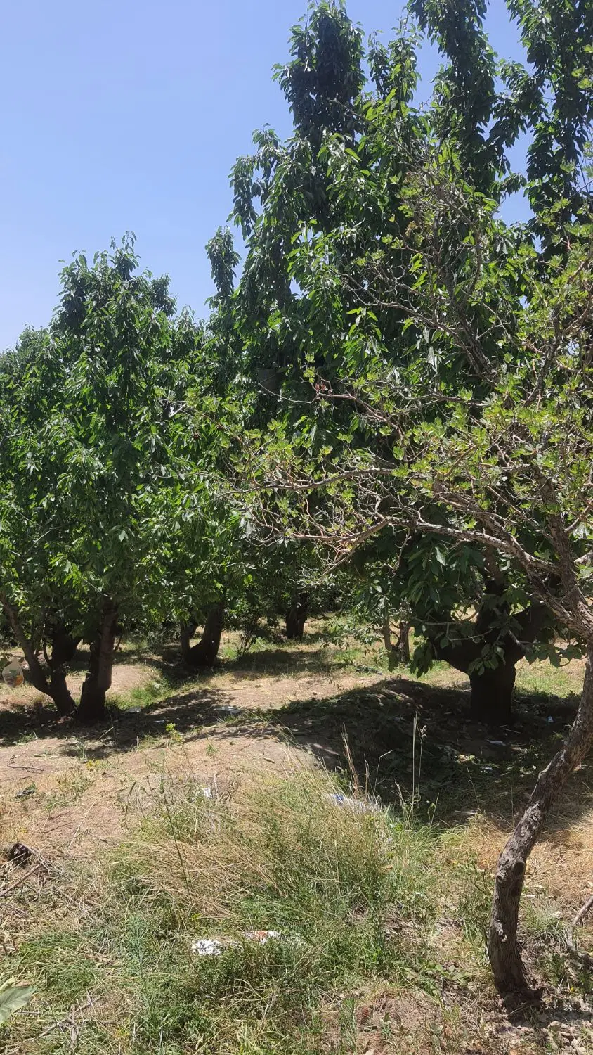 باغ لواسان