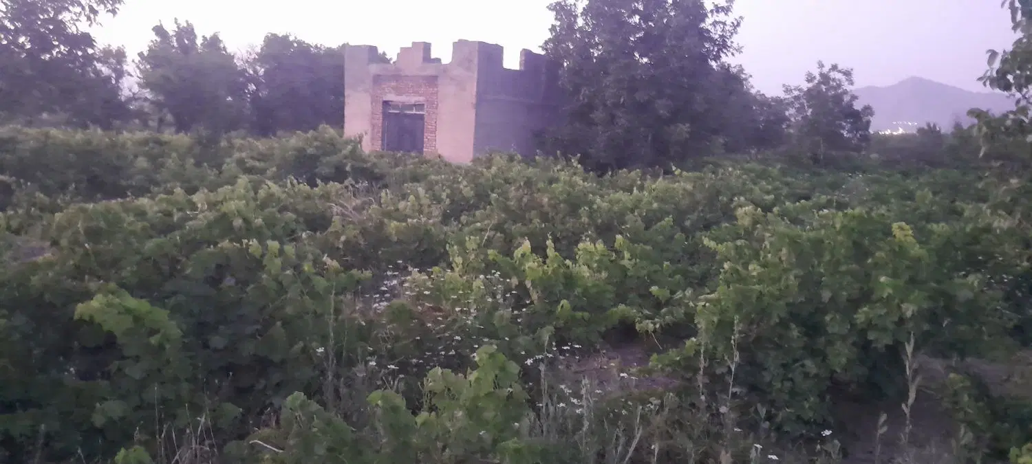 باغ درجه