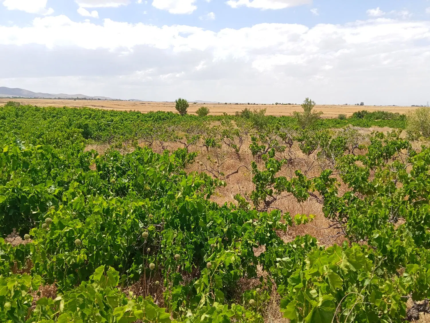 باغ انگور در کلوخی دارای بنا