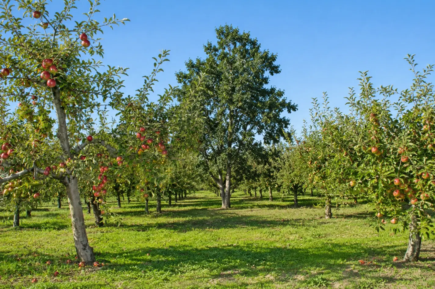۶۰۰ متر باغچه کردان آجین دوجین