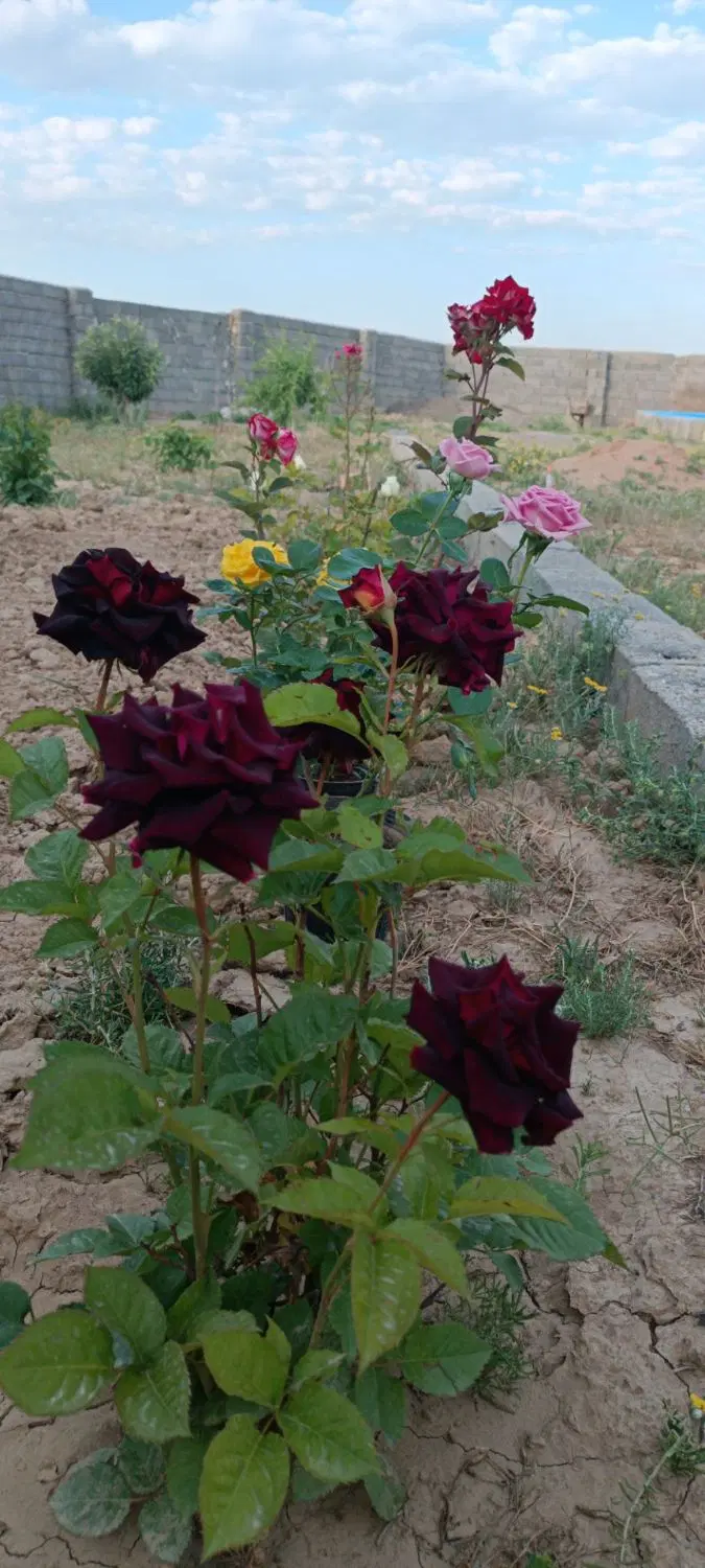 باغ ویلا