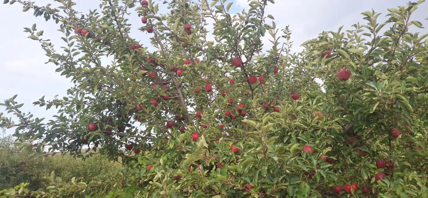 یک قطعه زمین باغی