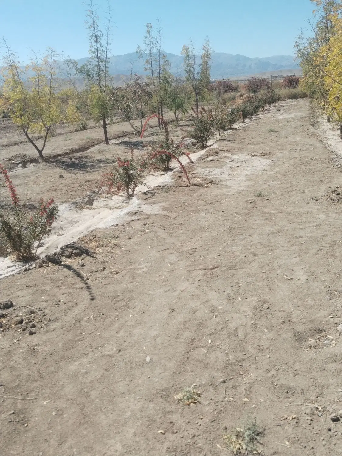 زمین کشاورزی تفریحی
