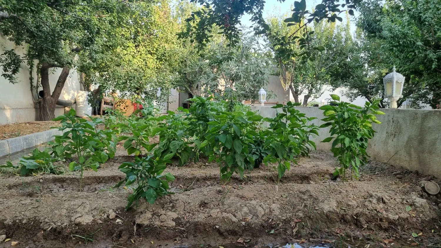 باغچه زیبادشت