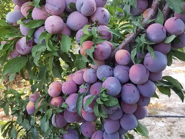 ۱۸۰۰ متر باغ میوه با سند تک برگ