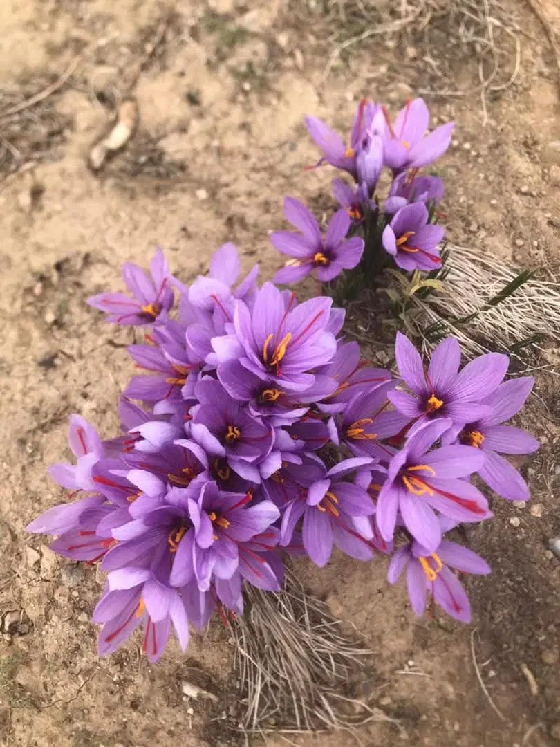 زمین باغی در باغشهر ساوالان ۲۵۰۰متری