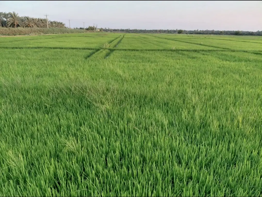 زمین کشاورزی گندم