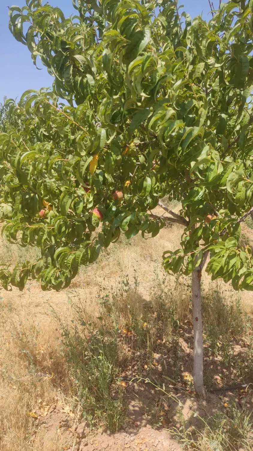 باغ واقع در شهرخرمدره زنجان