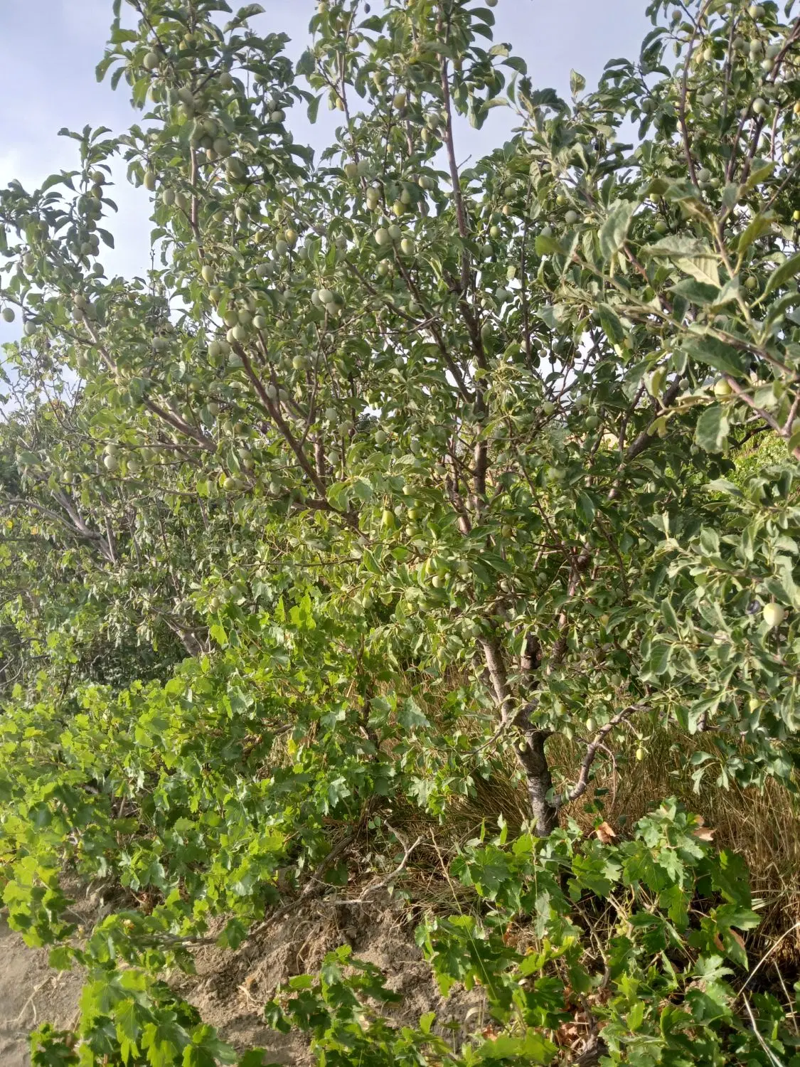 باغ انگور ومیوه