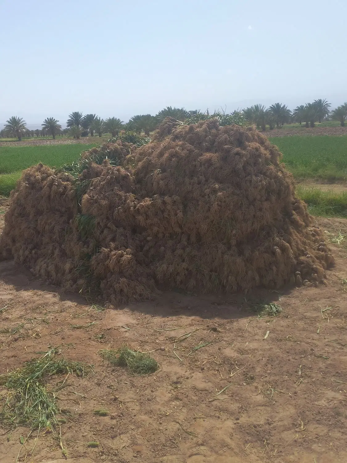 اب زمین کشاورزی