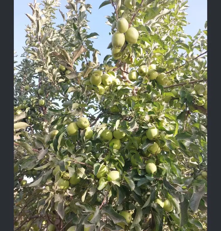 زمین وباغ