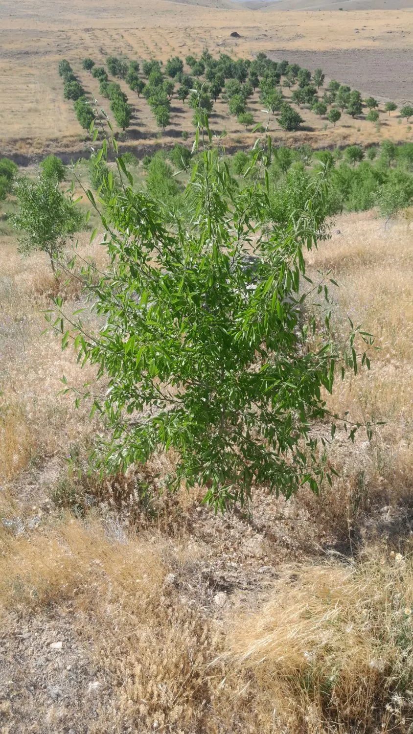 باغ بادام ۶باتمان