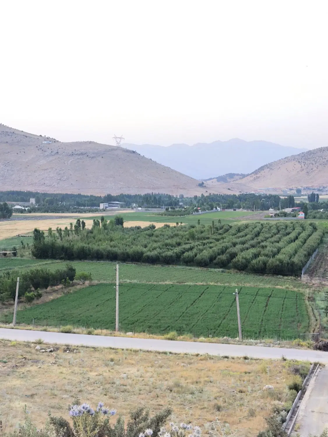 باغ ثمری در دشت روم یاسوج با درختان خوب