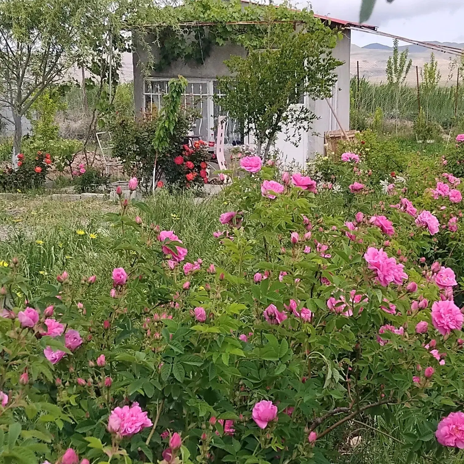 فروش فوری باغ.   در روستایی قره تپه