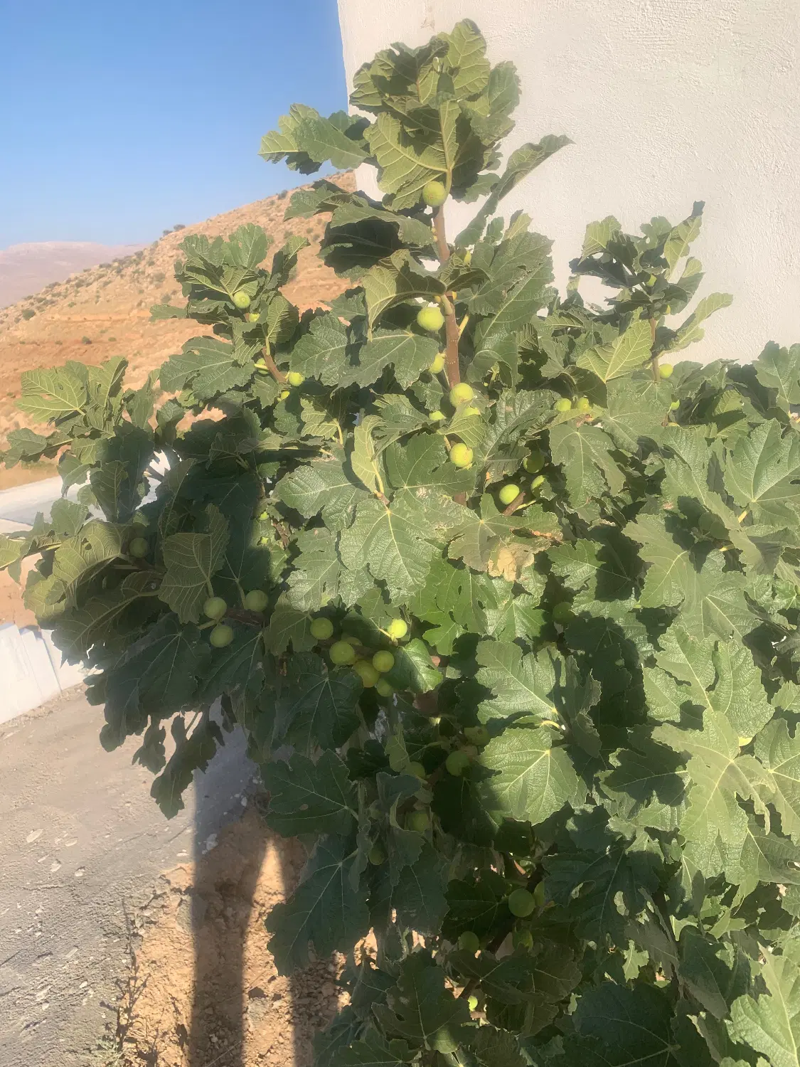 ملک انجیر بیدبخون