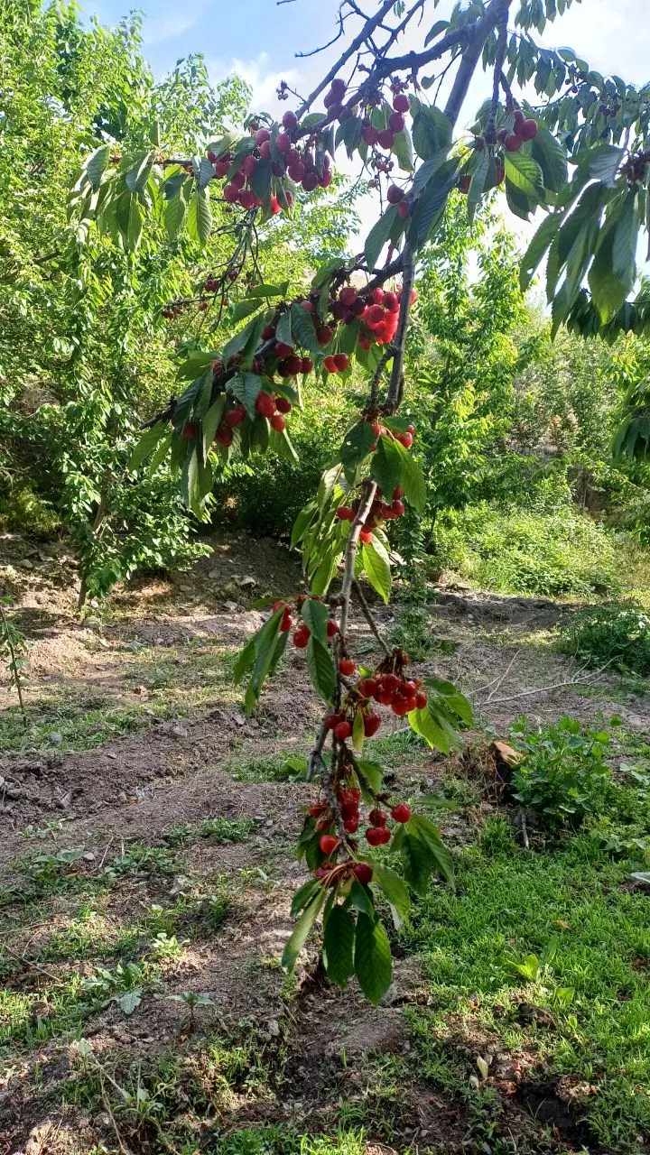 فروش یک باغ ۱۰۰۰ متری