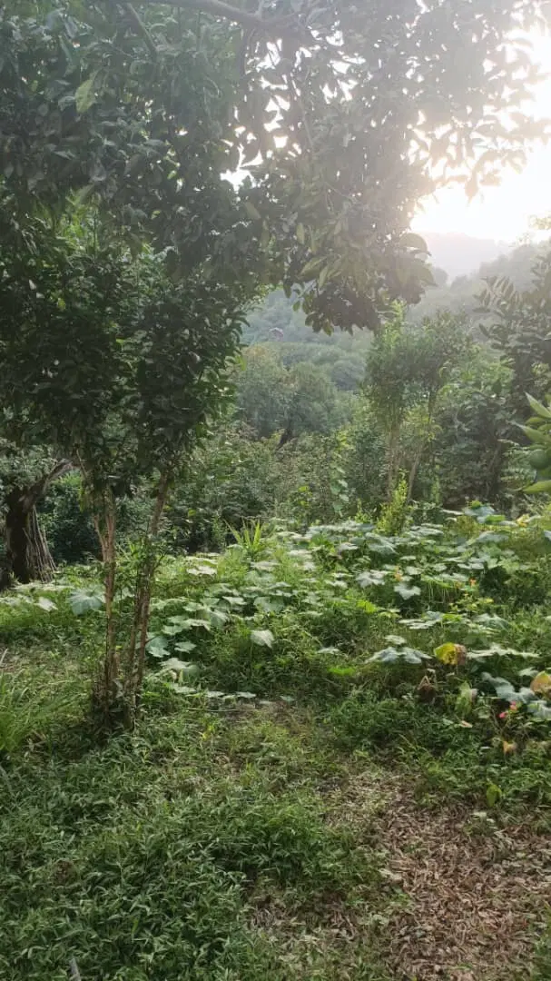 فروش زمین کوهستانی
