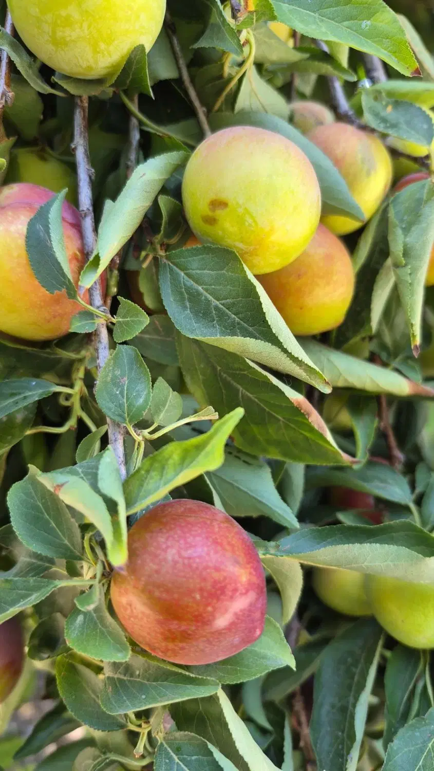 باغچه ۵۰۰متری زاویه