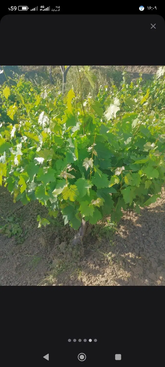 باغ دیم در روستای تاتار