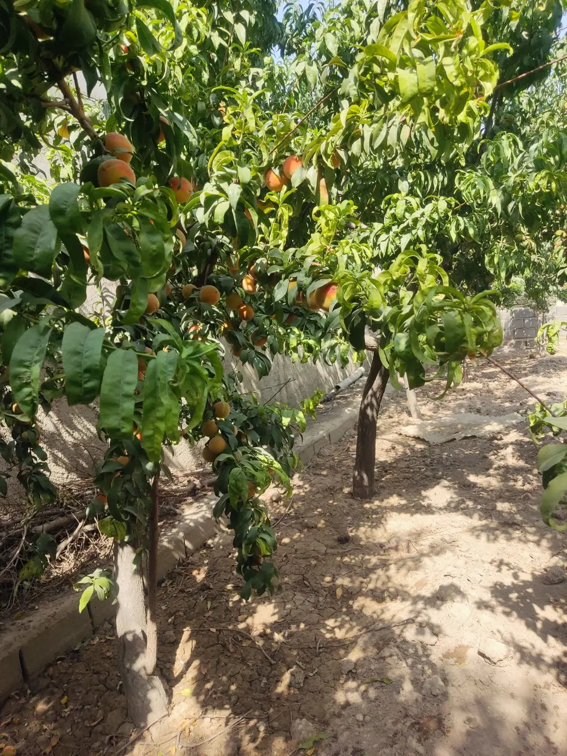 باغ ویلا