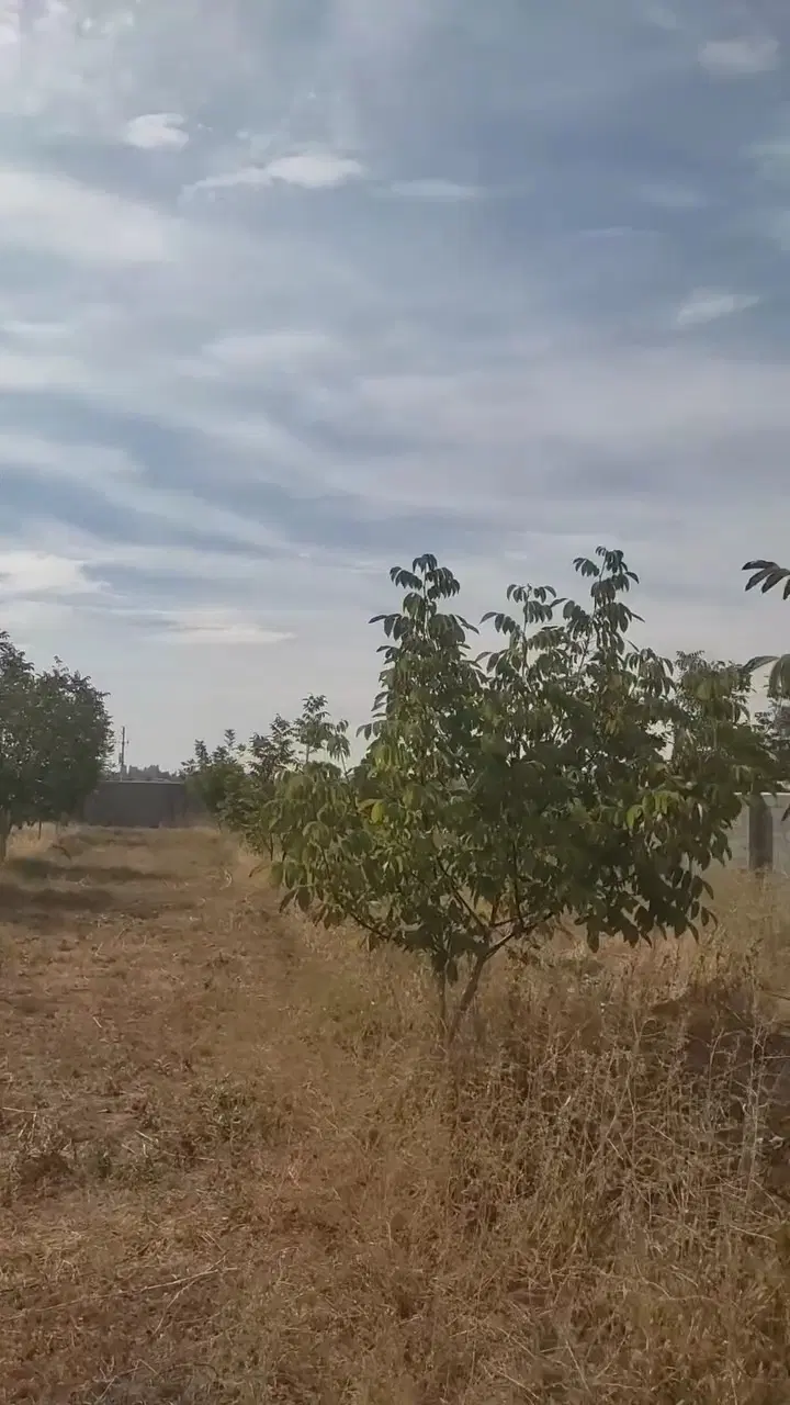 باغ گردو نرسیده به روستای جارچلو باقیمت مناسب
