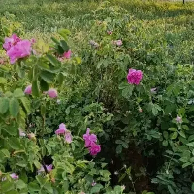 زمین کشاورزی برای احداث باغ