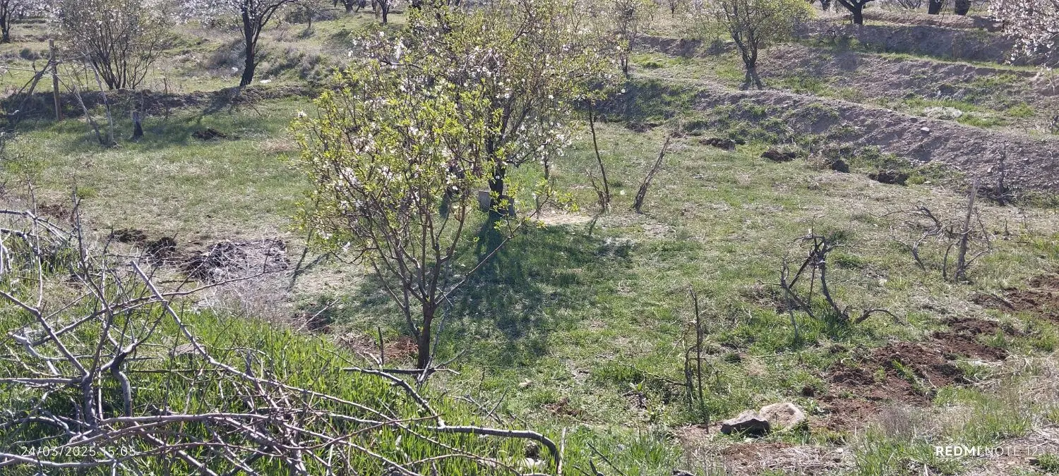 زمین باغی سنتی۲۵۰متربهرباغستان
