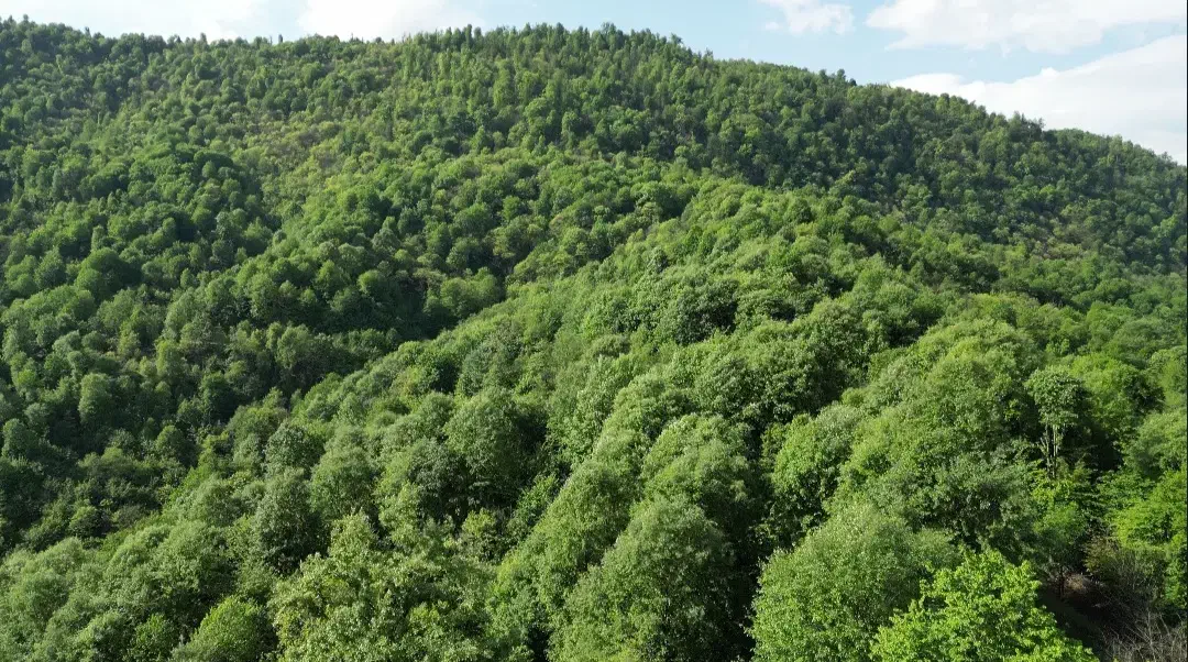 دنبال خریدویلای جنگلی دنج هستی بامن تماس بگیر