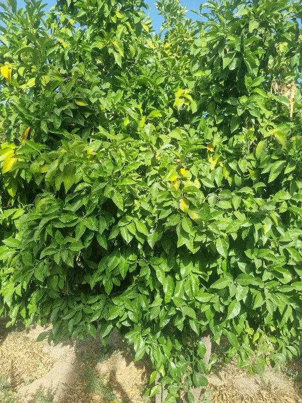باغشهری نشاط