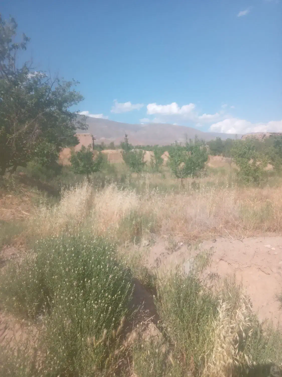 ۹۰۰ متر باغ انگور و الو ..تریخسار