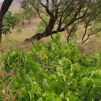 باغ ۲۵۰ متری رزجرد ابتدای جاده سنگسر