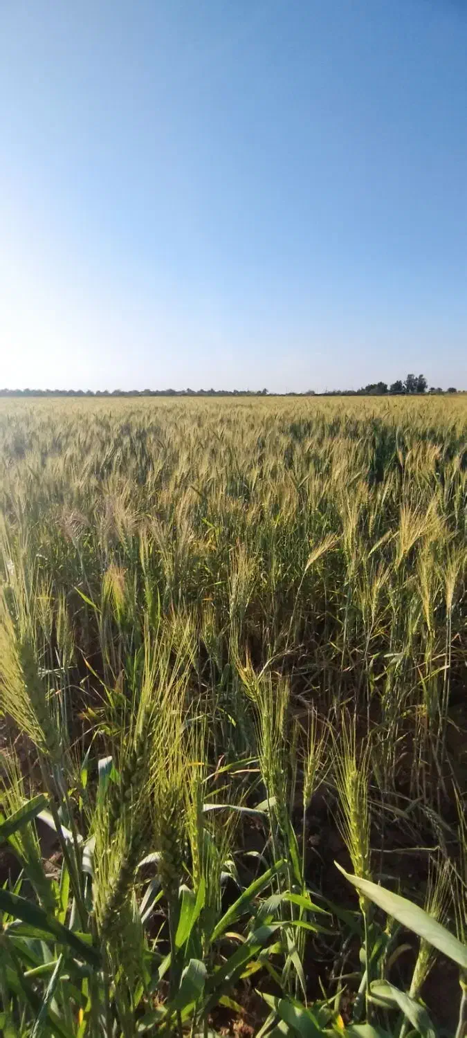 زمین کشاورزی سه هکتار