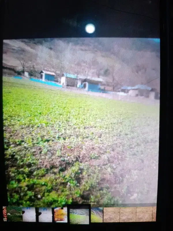 پونصد متر زمین مزوعی