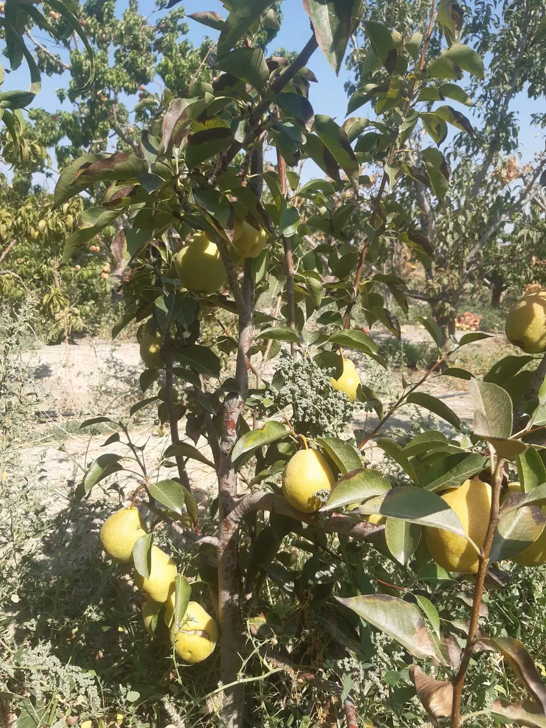 باغ هزار متری شنداباد شبستر