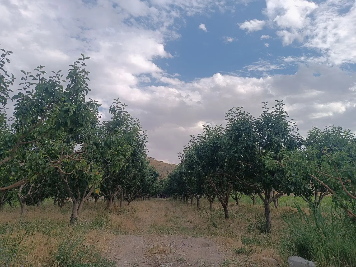 چهار باغ ۱۵۰۰متر باغ  با استخر ۱۰در۱۵ در عمق ۶متر