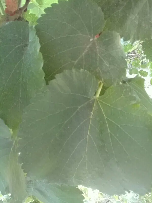 زمین باغی درجه ۱