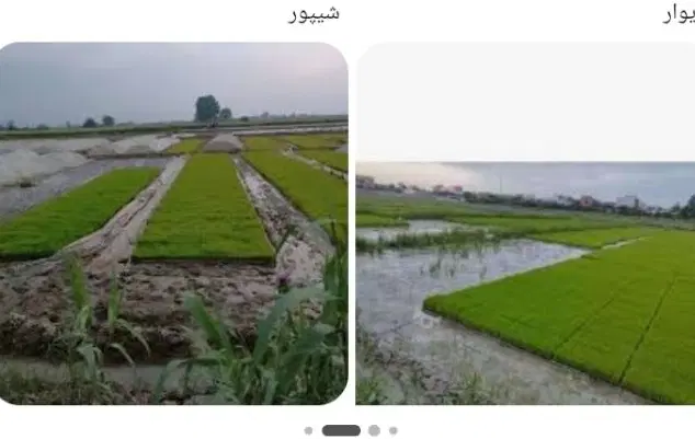 فروش‌بذر‌شالی