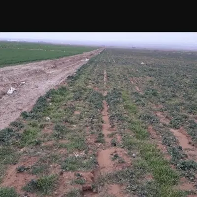 زمین کشاورزی