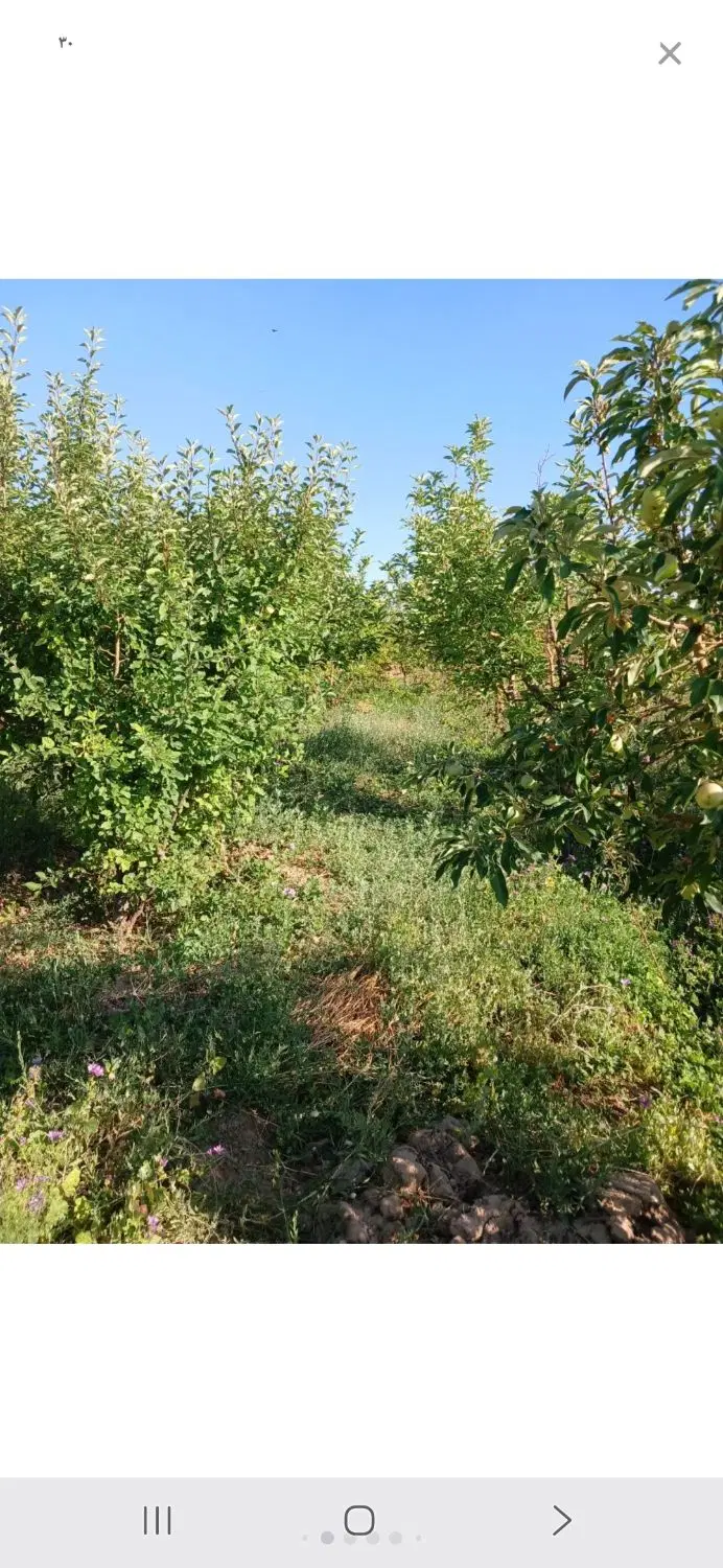 باغ درختستان