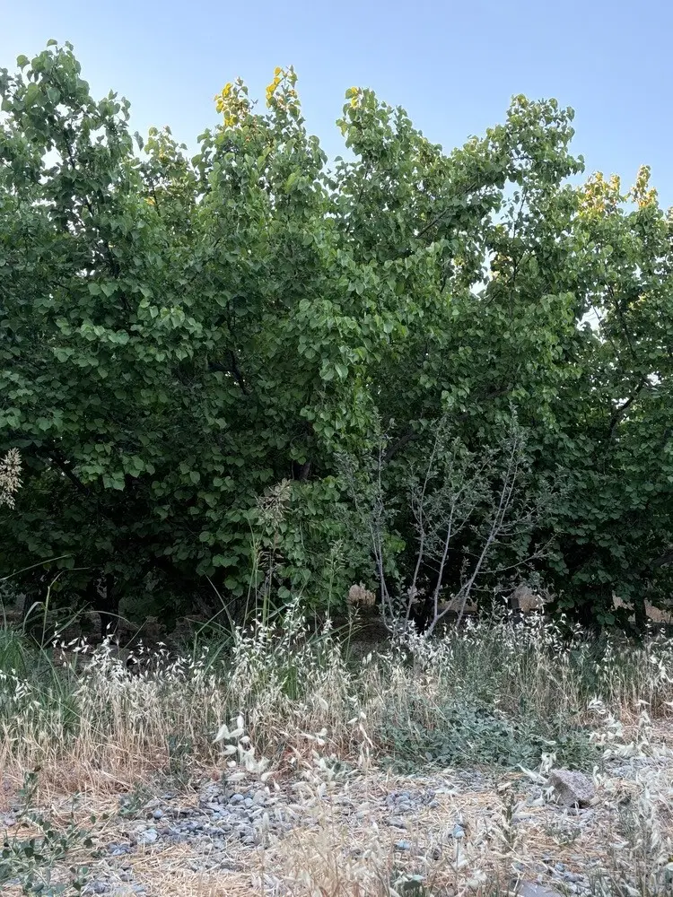 فروش باغ