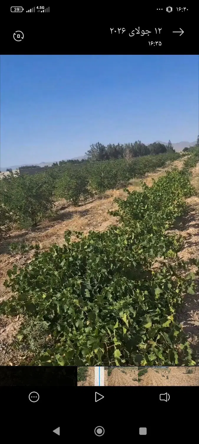 باغ مشتری پسند