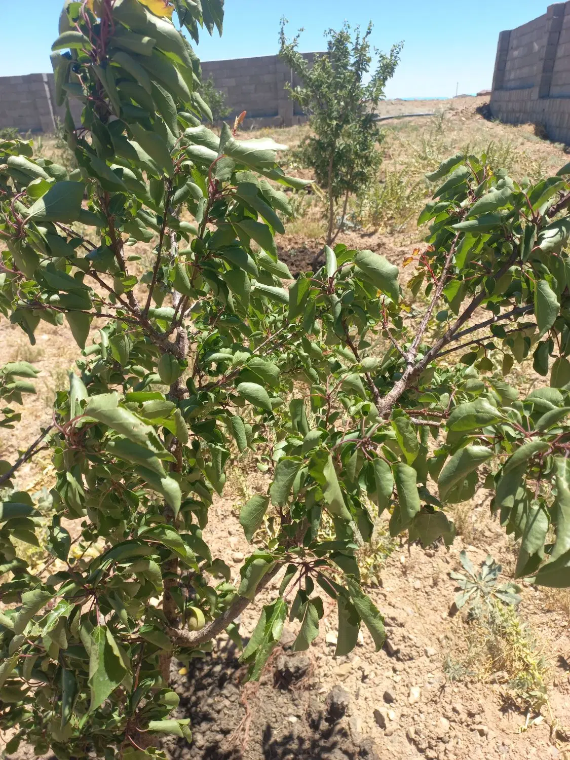 باغ روستای ورده
