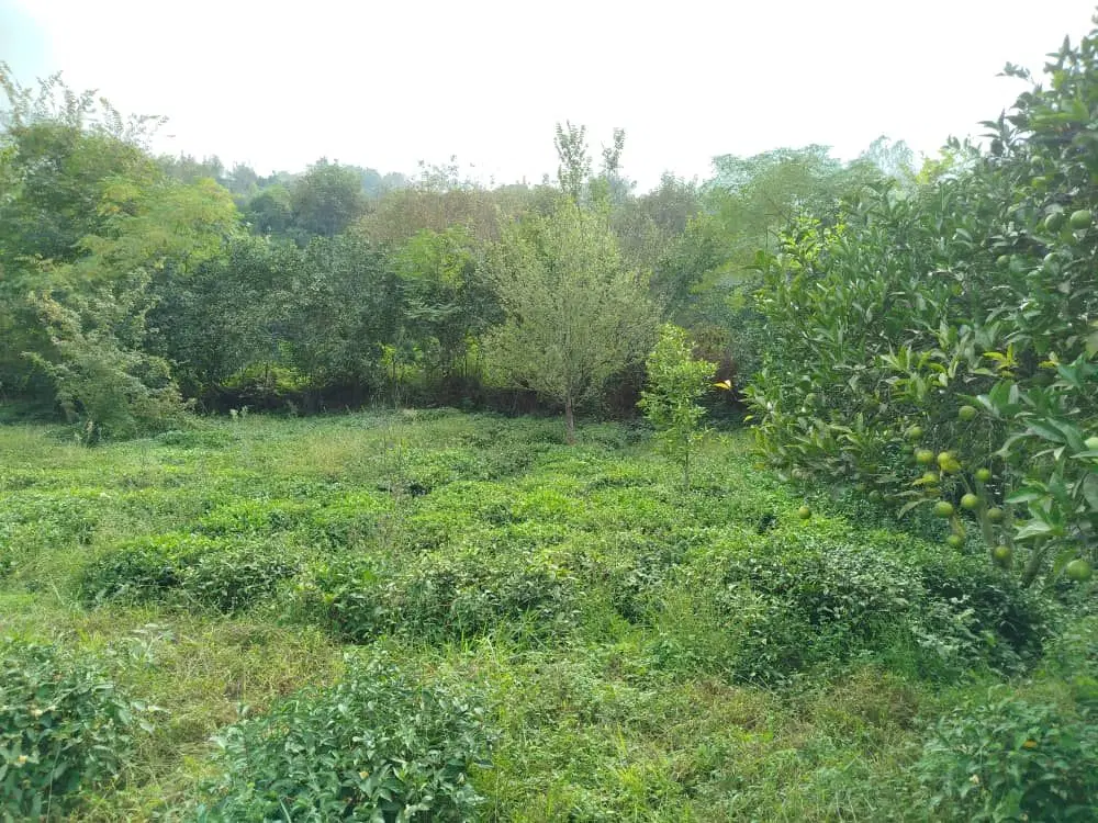 زمین واقع در آزاربن