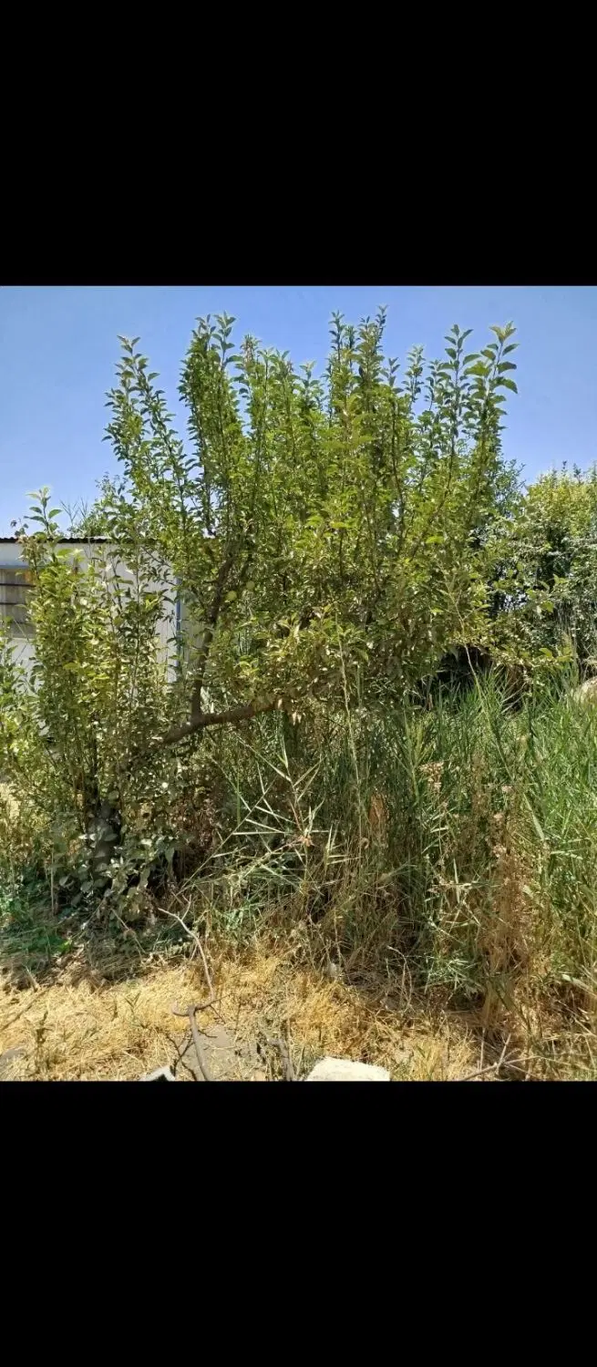 سه قطعه زمین سند دار در شهر لنگرود