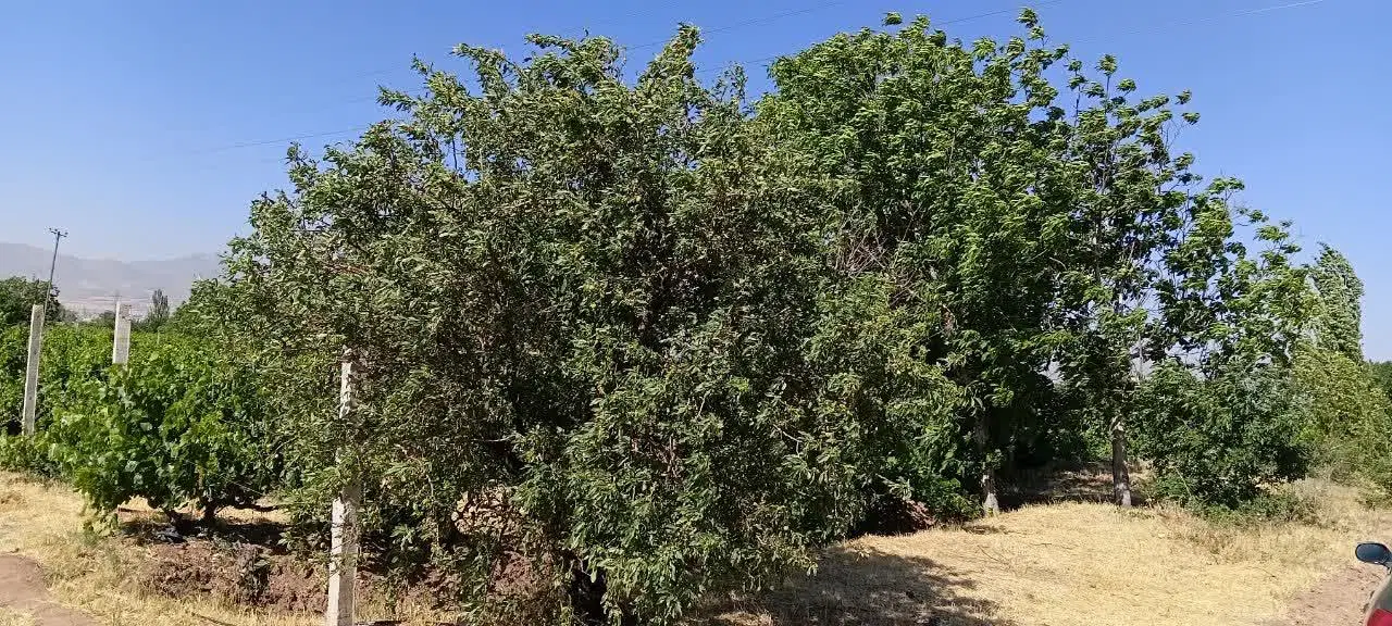 باغ انگور وگردو