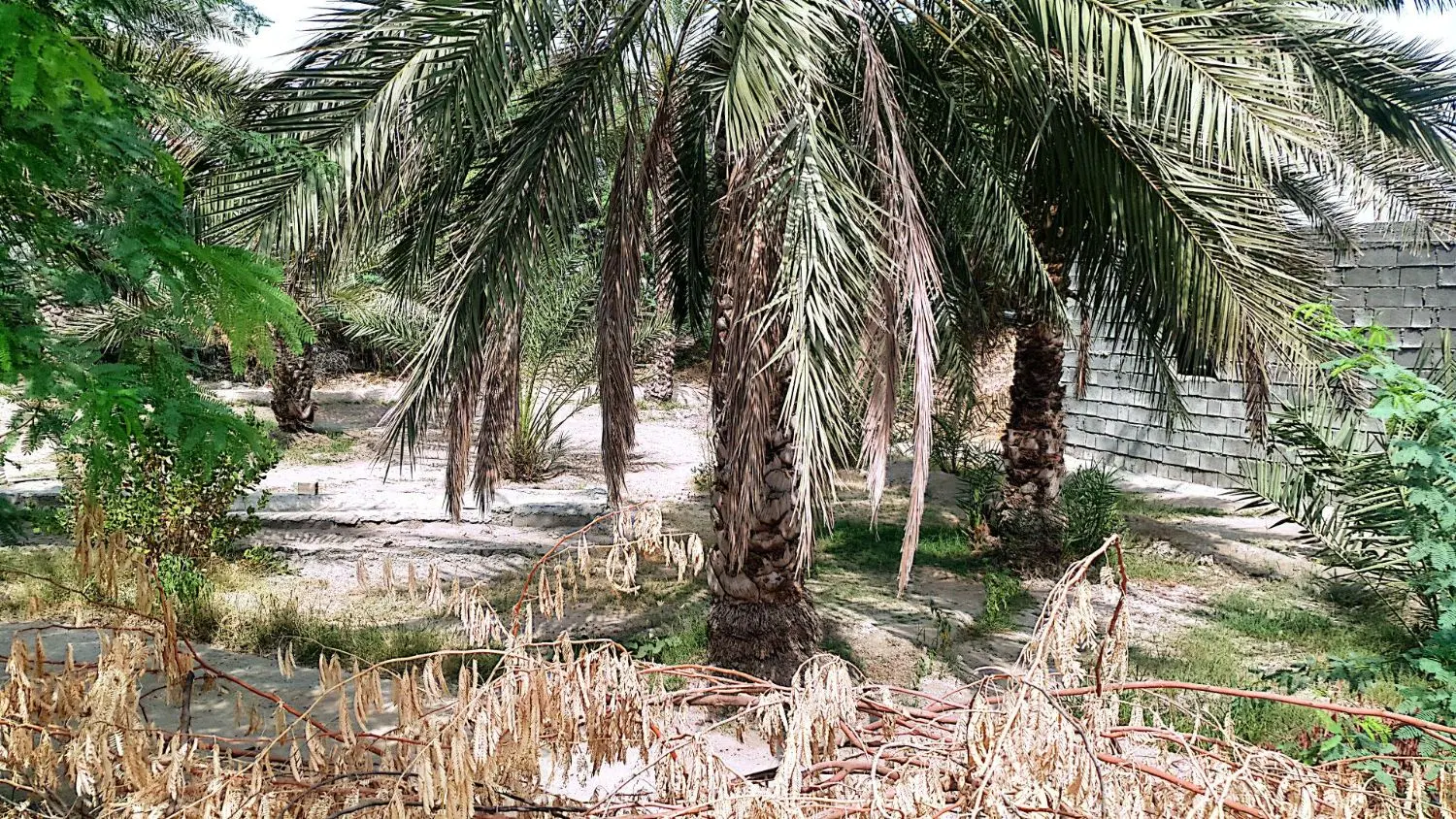 دو قطعه زمین در کنار هم به فروش میرسد