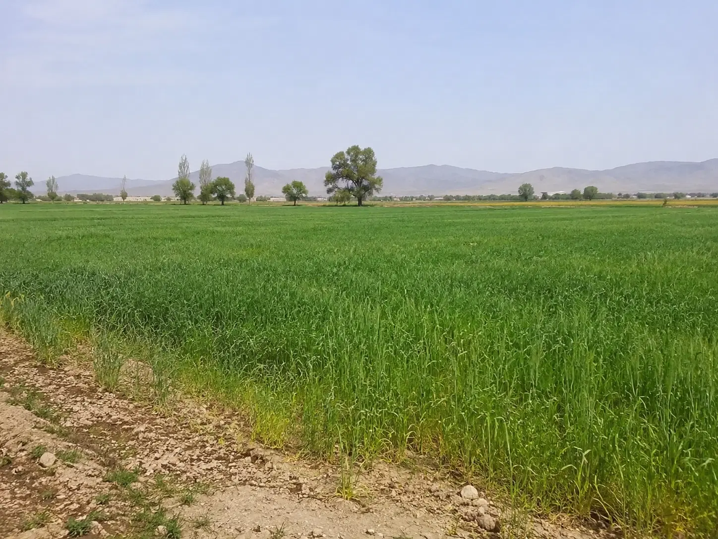 ۳ هکتار زمین کشاورزی به همراه ۱ دانگ چاه، زین آباد