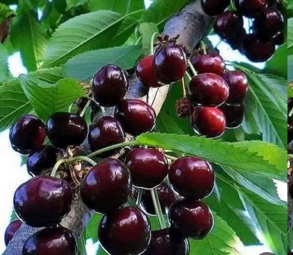 باغ ویلایی